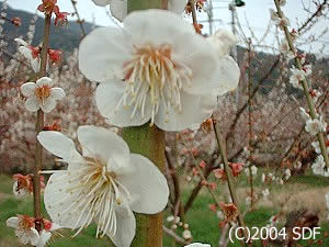 flower of ume
